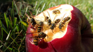 picnic yellow jackets Swarm,Of,Yellow,Jacket,Wasps,Eating,Red,Apple,On,Grass