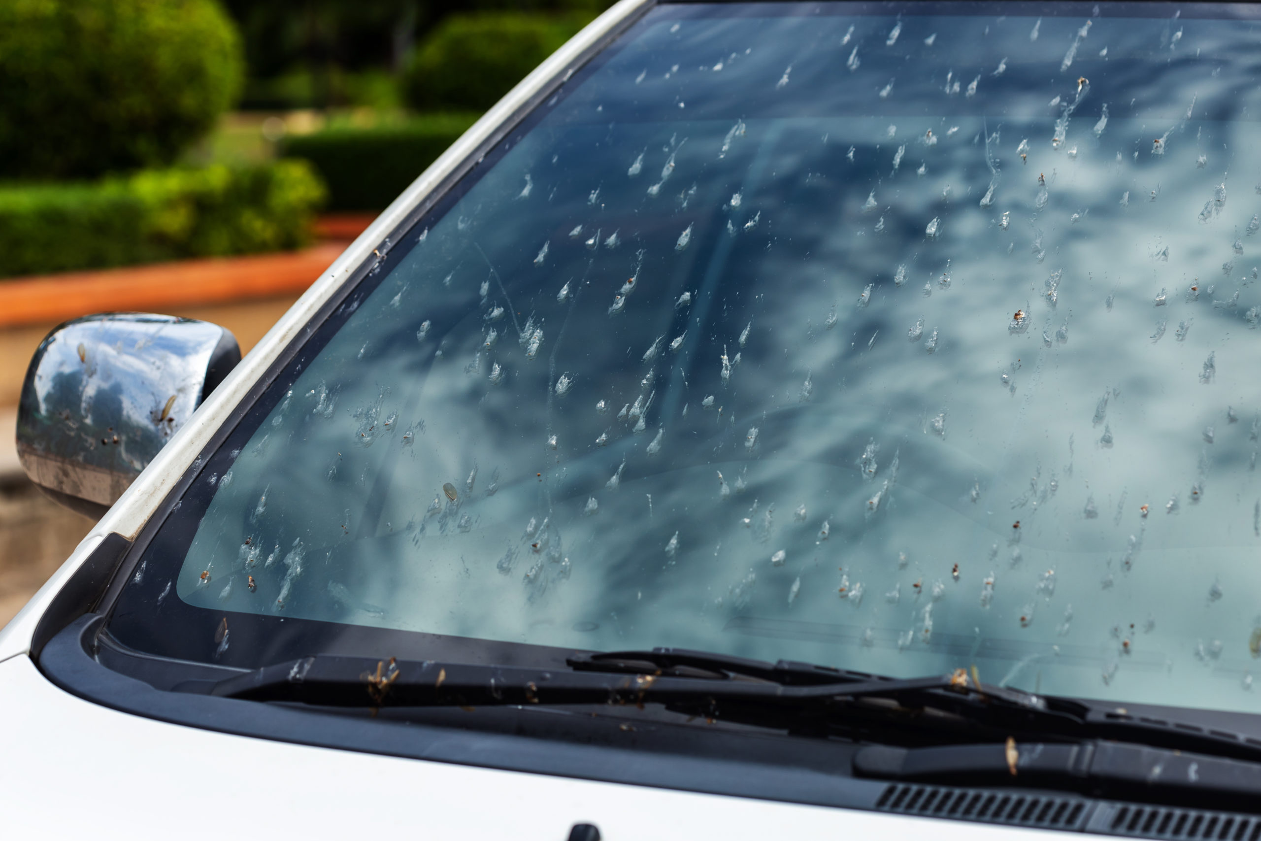 bug windshield factors scaled Bugs on the Windshield: What are They and Why are There So Much Less Now?