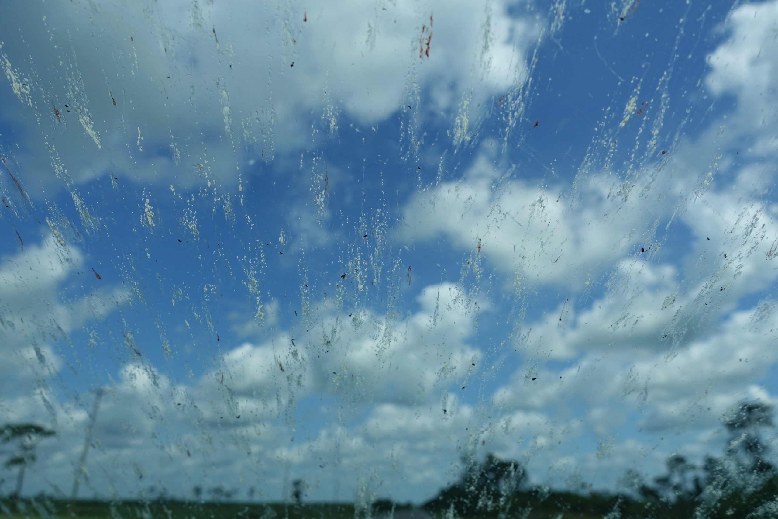 bug windshield general scaled Bugs on the Windshield: What are They and Why are There So Much Less Now?