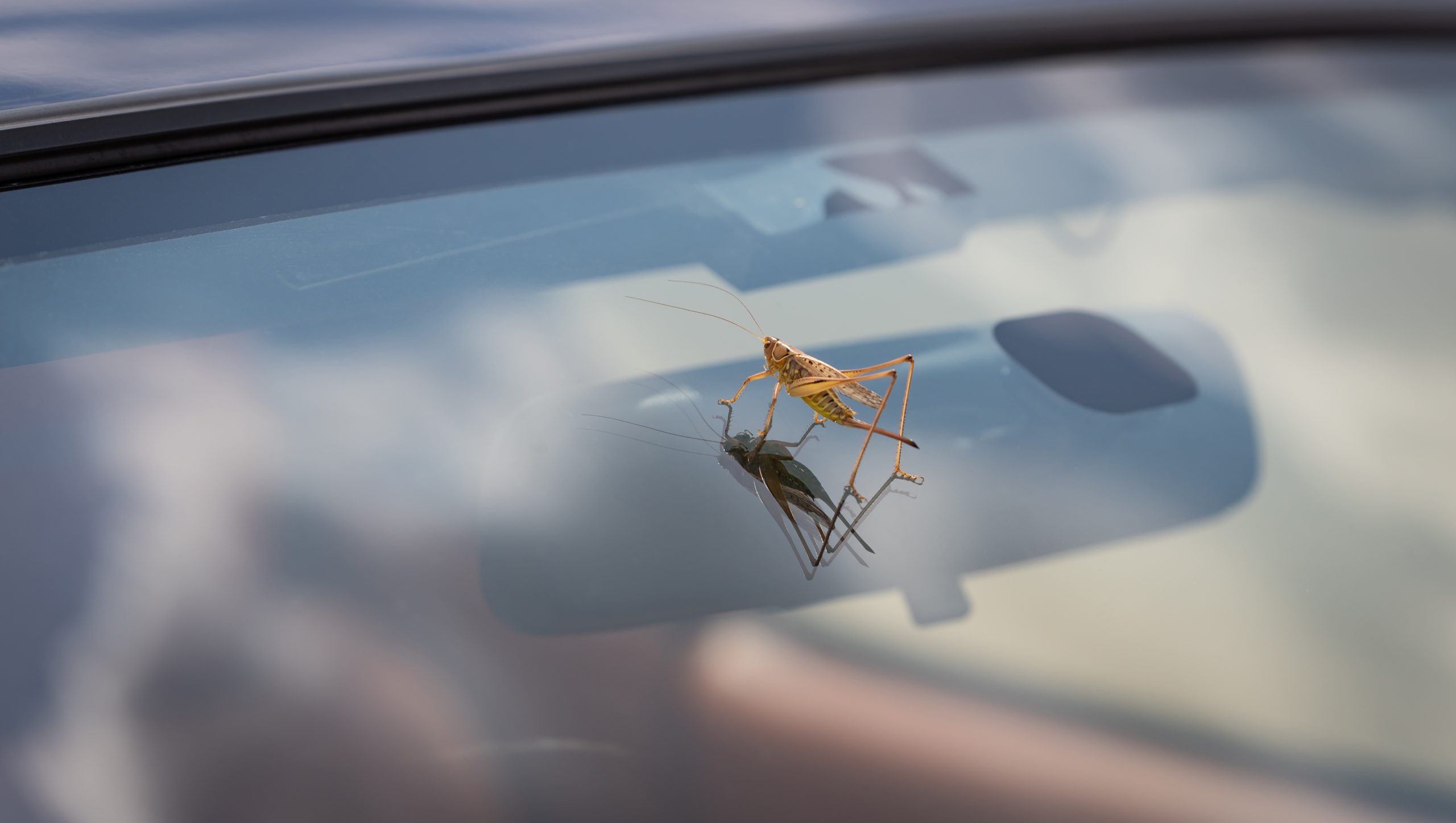 bug windshield why fewer scaled Bugs on the Windshield: What are They and Why are There So Much Less Now?