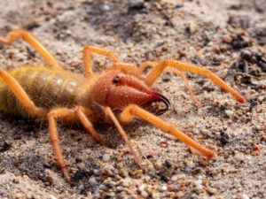 camel spider tale of two Solifuge,(camel,Spider,/,Wind,Spider,/,Red,Roman),Closeups