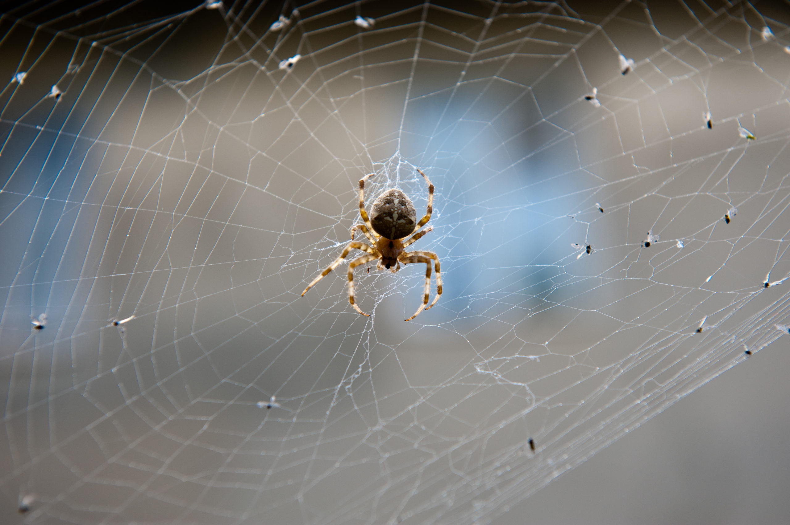 consequences attracting scaled 7 Consequences of a Pest Invasion