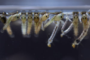 mosquito larvae risk Mosquito,Larva,In,The,Order,Diptera,,Anopheles,Sp.,(mosquito,Larva)