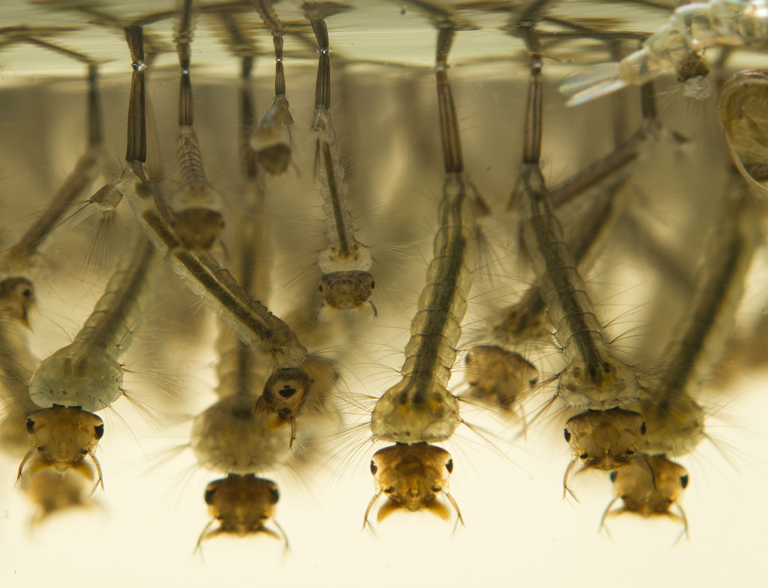 mosquito larvae why eat scaled Is Mosquito Larvae the Best Fish Food?!