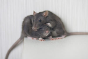 rat facts rbf Rats,Family.,Two,Gray,Rats,Together