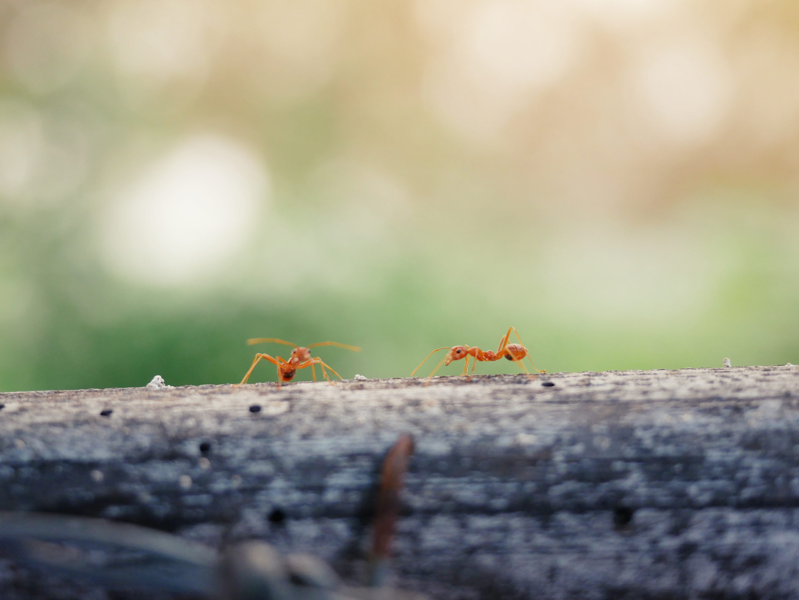 what if scarier ants scaled What If Pests Were Even Scarier?