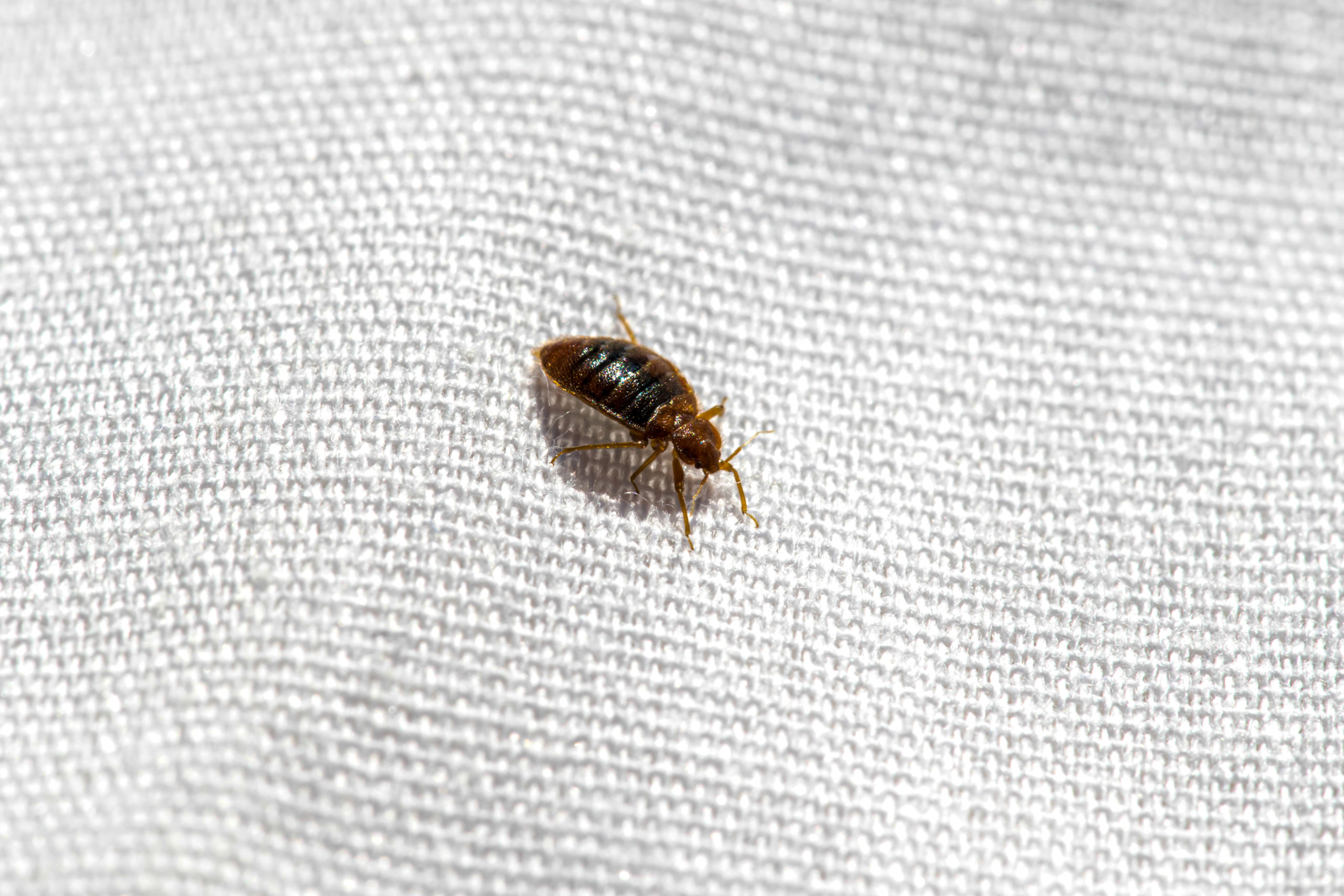 what if scarier bed bugs scaled What If Pests Were Even Scarier?