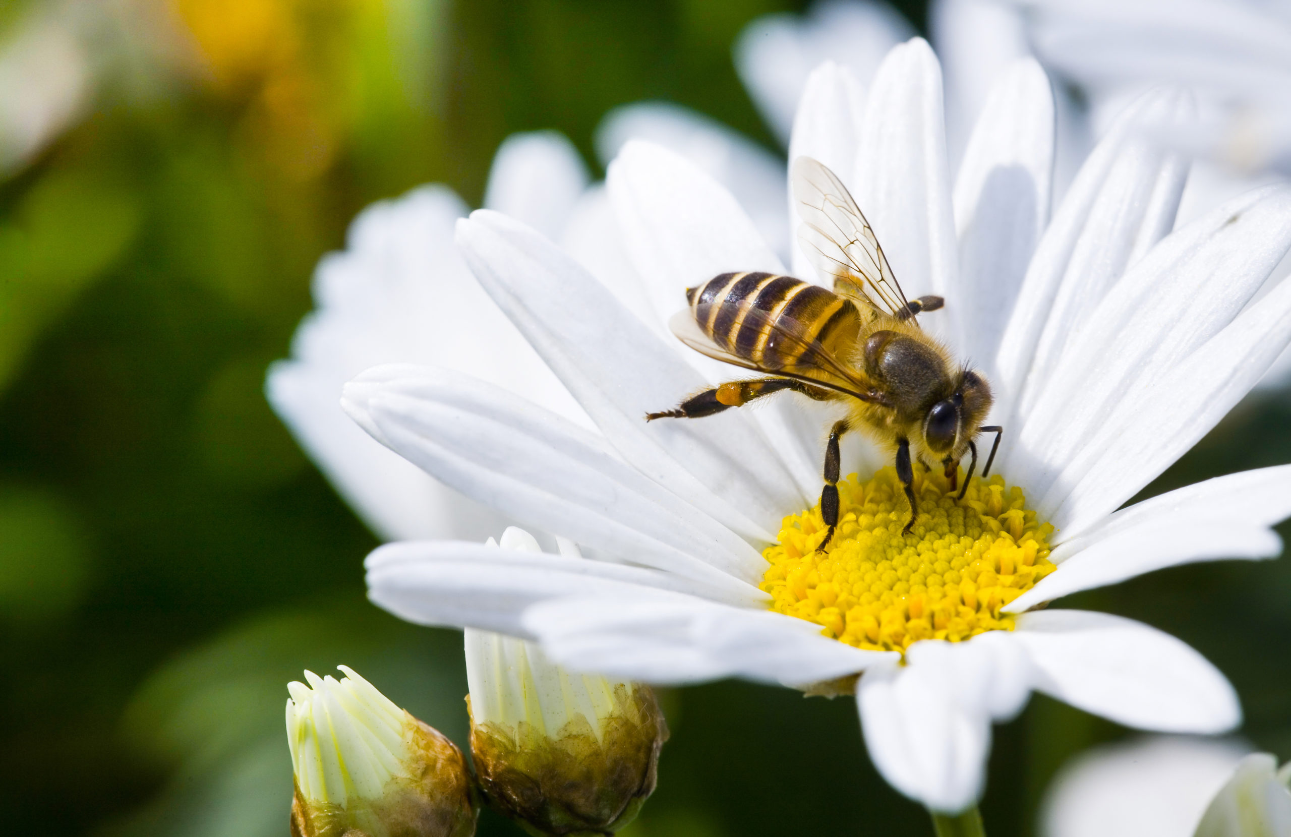 what if scarier bee scaled What If Pests Were Even Scarier?