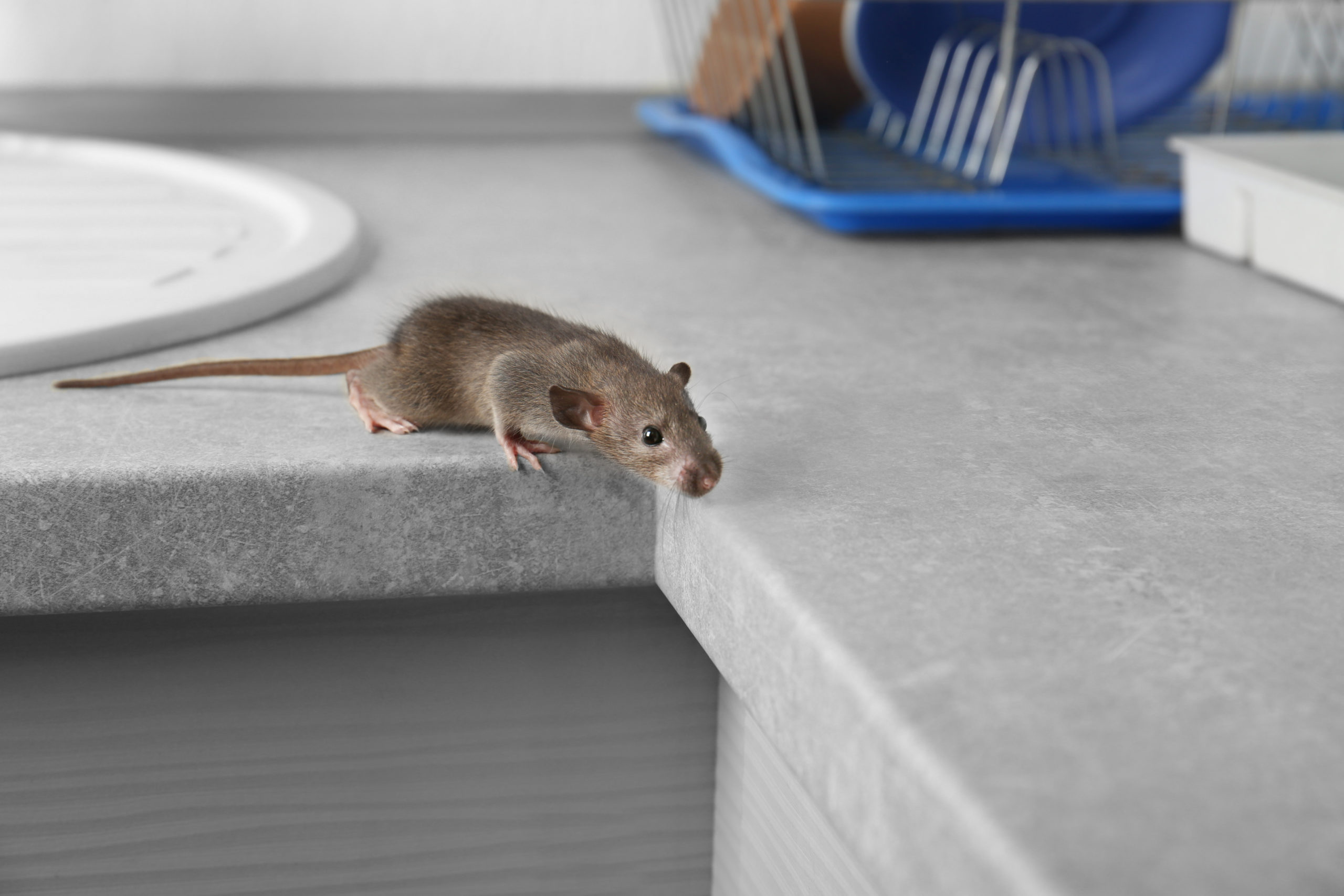 what if scarier rodents scaled What If Pests Were Even Scarier?