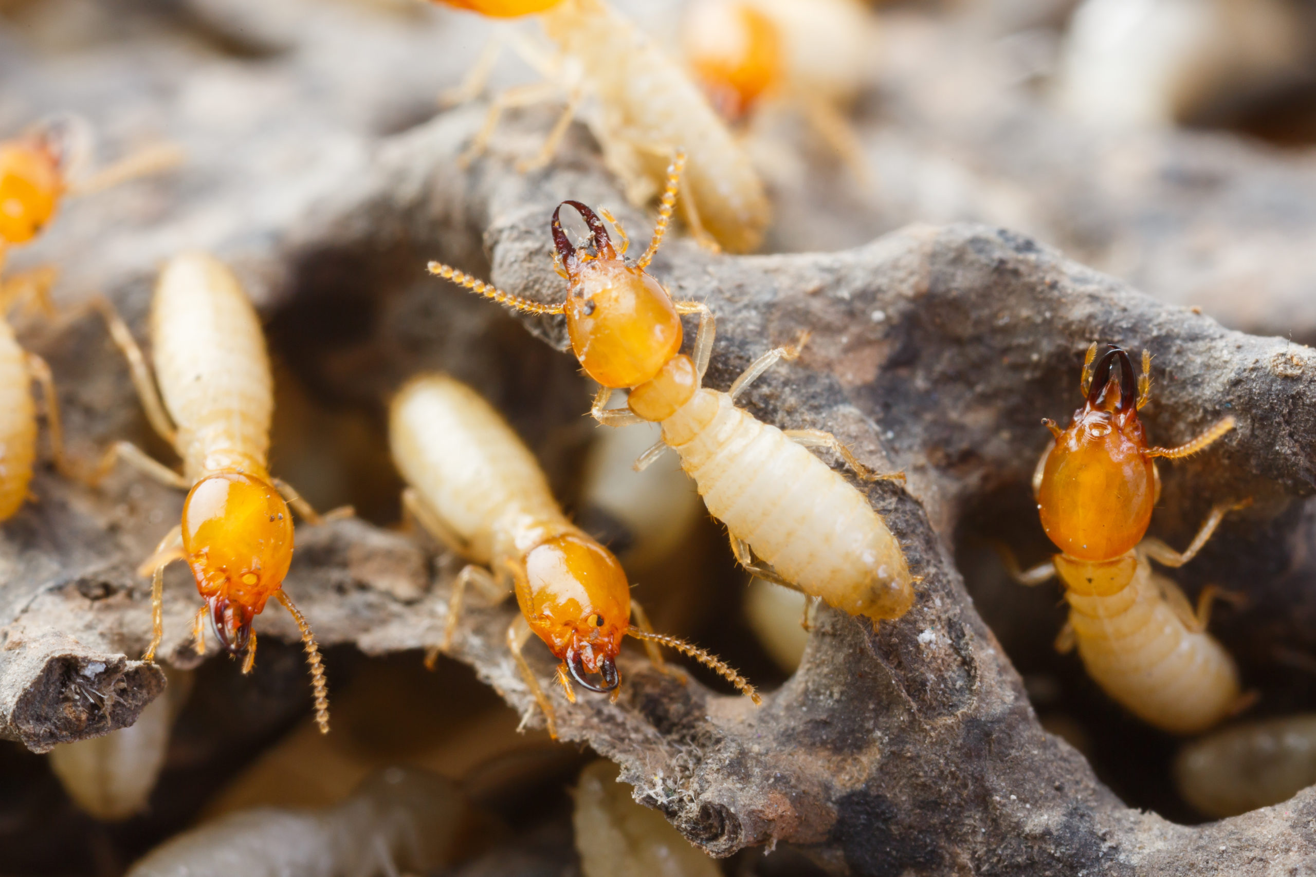 what if scarier termites scaled What If Pests Were Even Scarier?