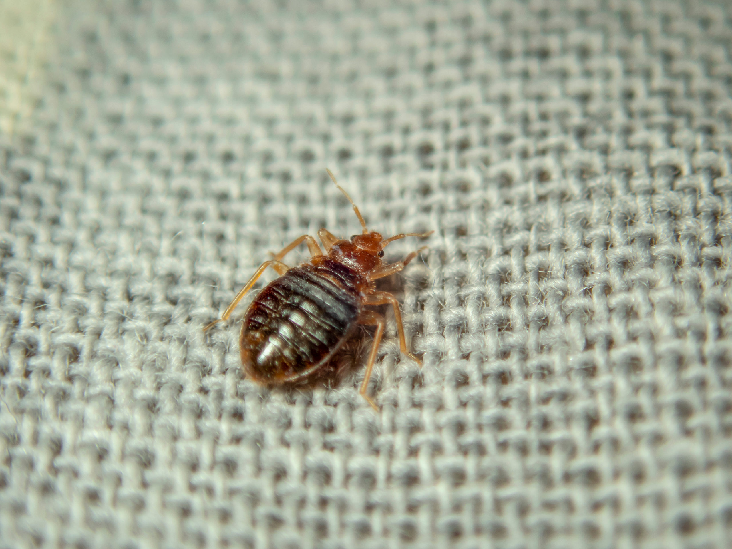 bedroom bed bugs scaled Ranking 7 Common Bedroom Pests From Not-So-Bad to Nightmarish