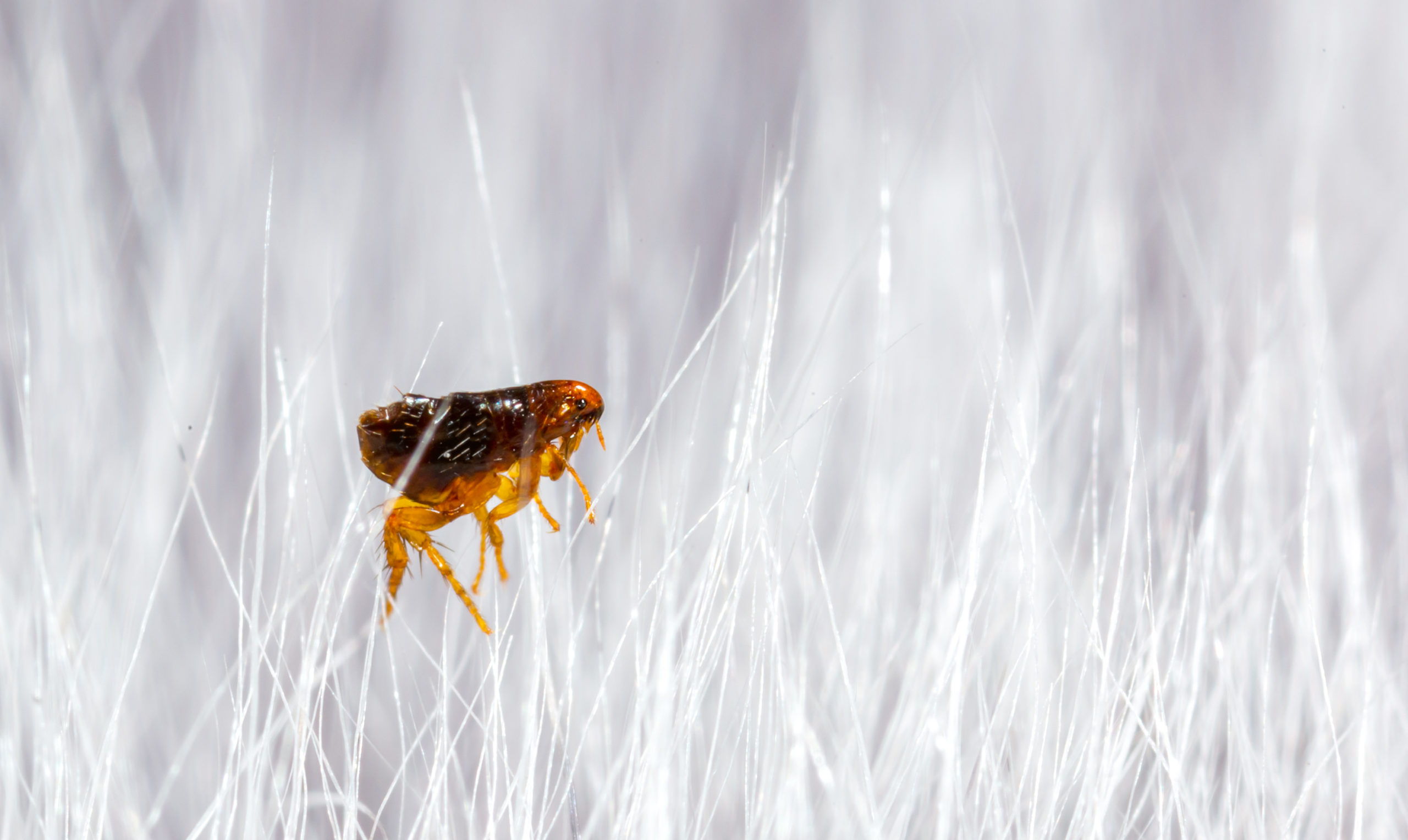 bedroom fleas scaled Ranking 7 Common Bedroom Pests From Not-So-Bad to Nightmarish