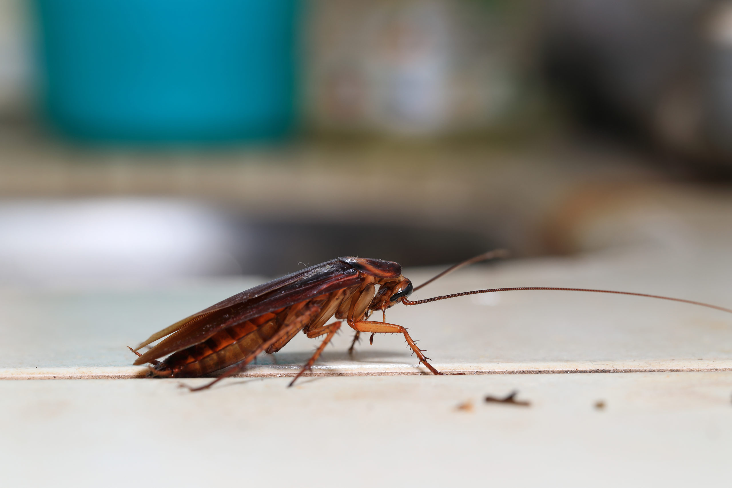 bedroom roaches scaled Ranking 7 Common Bedroom Pests From Not-So-Bad to Nightmarish