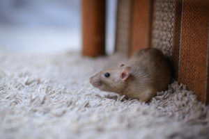 bedroom rodents Cute,Brown,Rat,Dumbo,Walking,And,Sniffing,Around,The,House