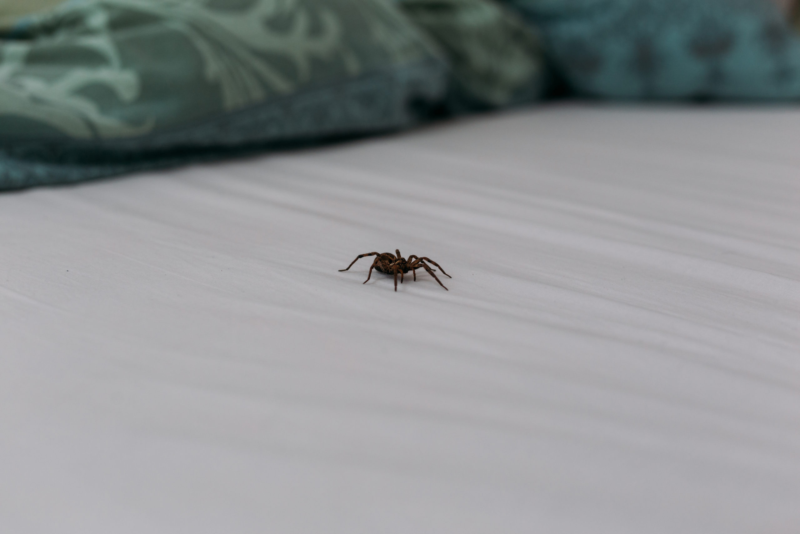 bedroom spider scaled Ranking 7 Common Bedroom Pests From Not-So-Bad to Nightmarish