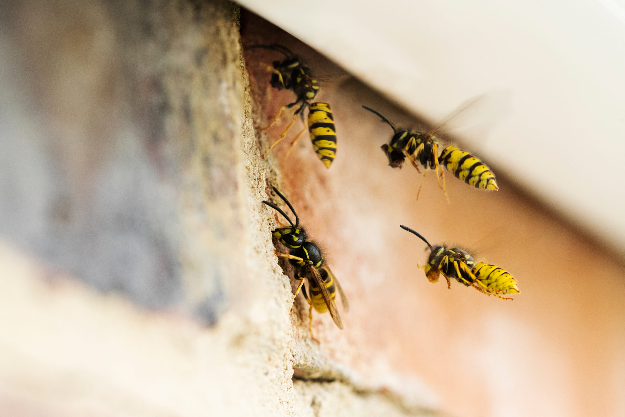 bedroom wasps scaled Ranking 7 Common Bedroom Pests From Not-So-Bad to Nightmarish