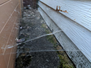 dont know spiderwebs Giant,Spider,Web,Between,An,Old,Hot,Tub,And,A