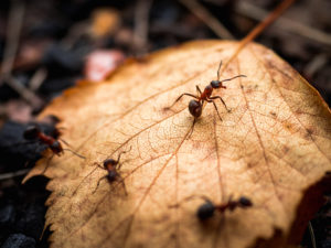 leaf piles ants Beautiful,Ants.,Ant,Red,,Forest,Autumn,Leaf.,Shallow,Depth,Of