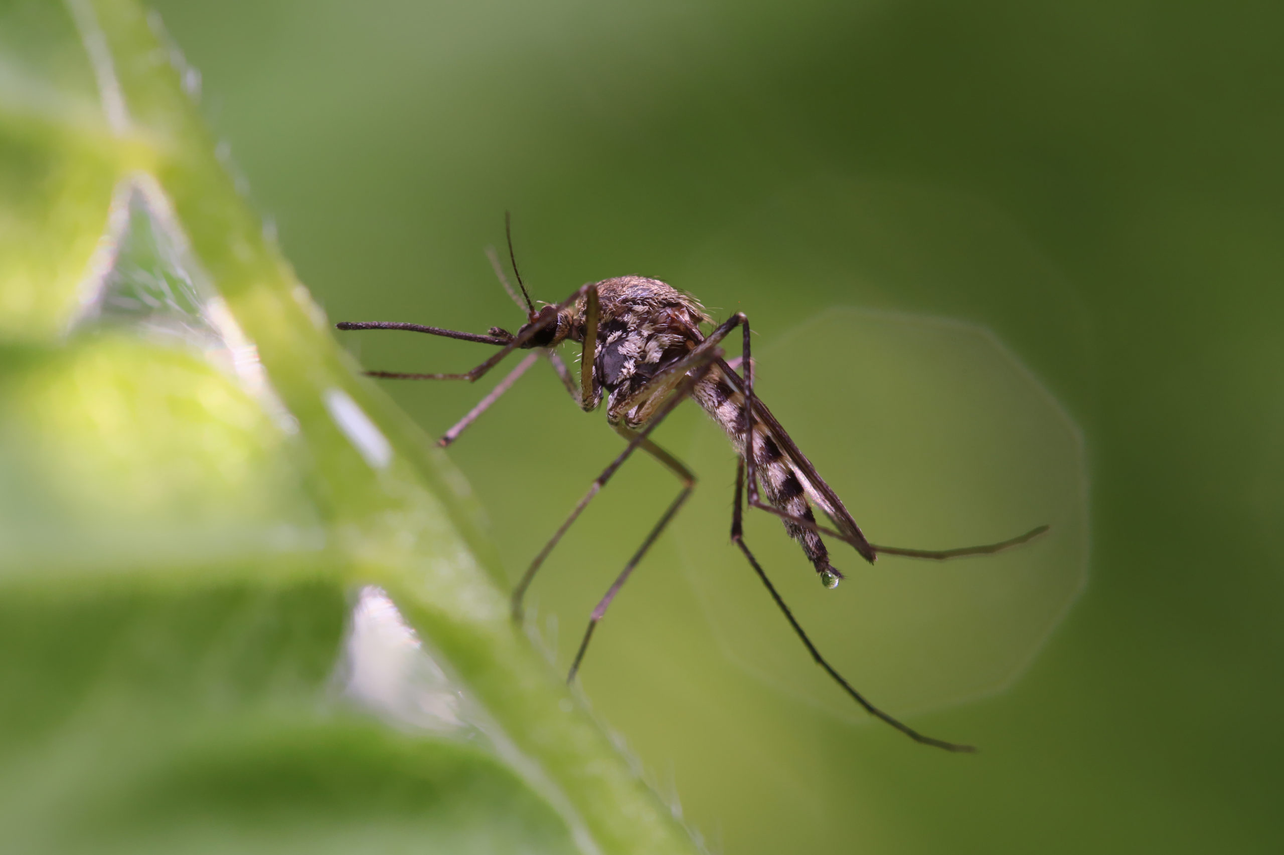 urban v rural p2 mosquitoes scaled Urban Pests vs. Rural Pests: Part 2