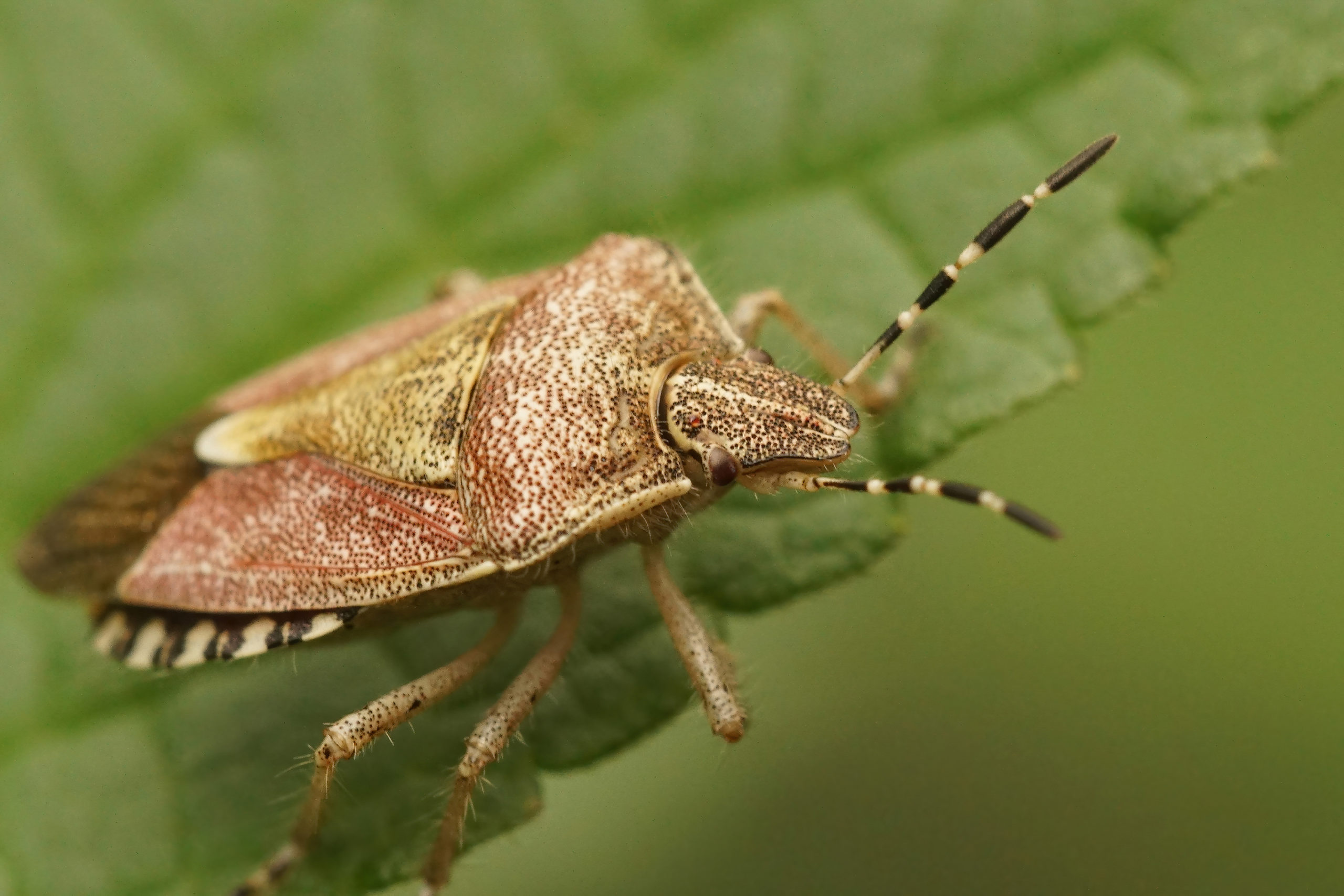 urban v rural p2 stink bugs scaled Urban Pests vs. Rural Pests: Part 2