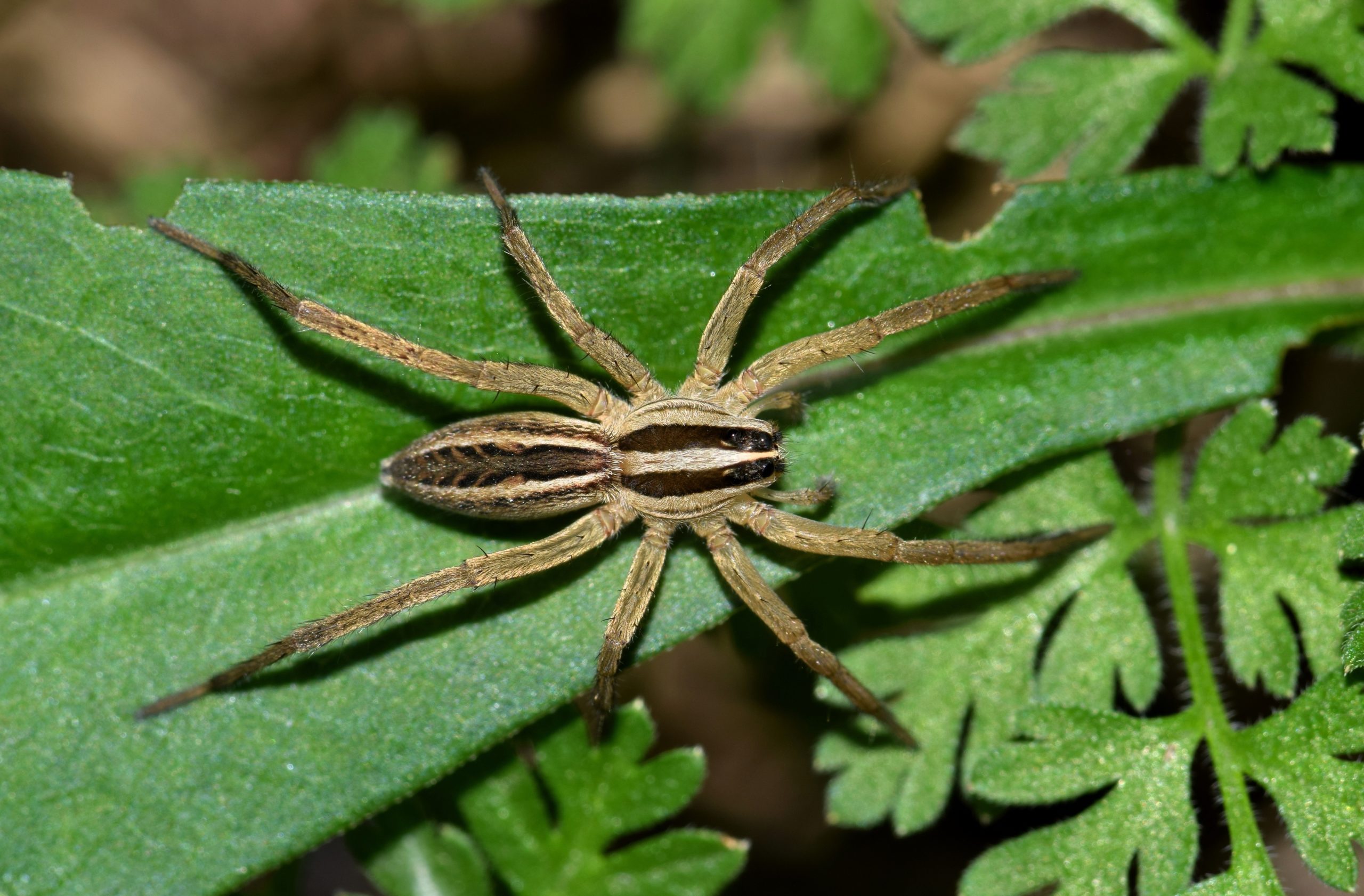 urban v rural p2 wolf spider scaled Urban Pests vs. Rural Pests: Part 2