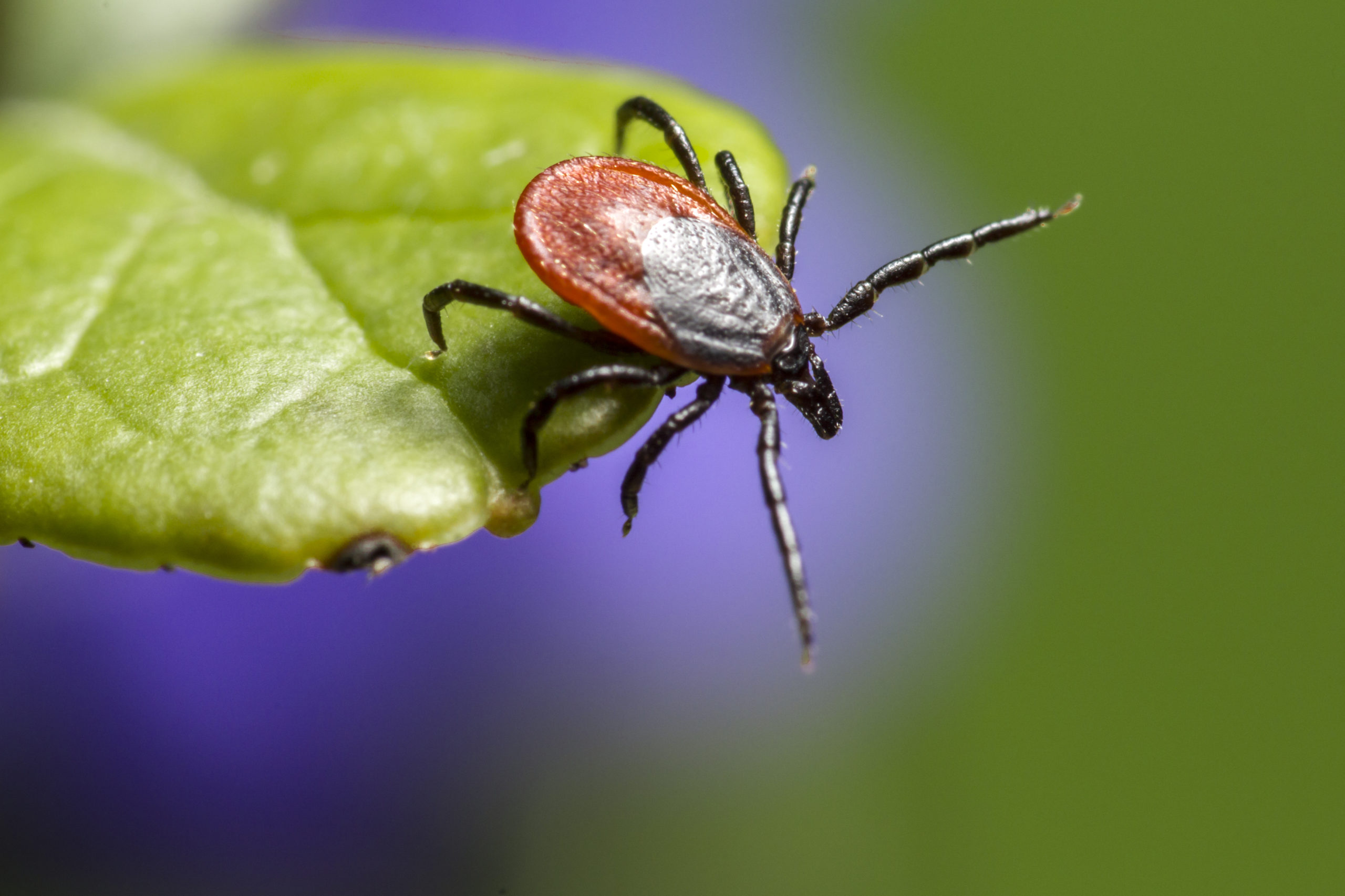 categories bloodthirsty scaled How to Identify Categories of Pests