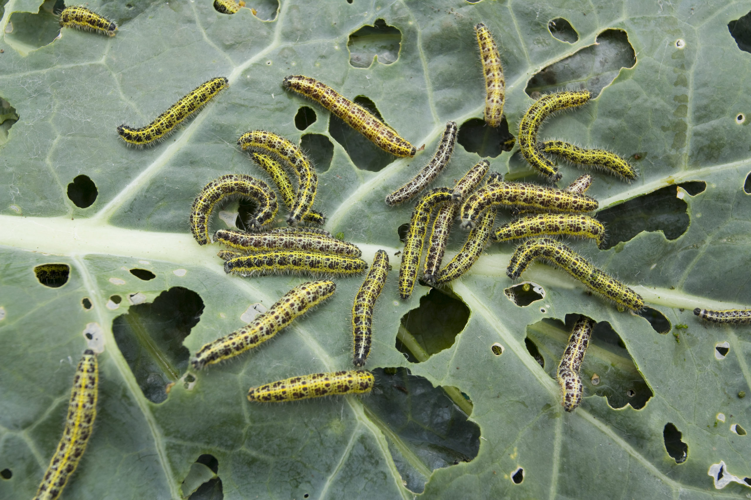 categories garden scaled How to Identify Categories of Pests