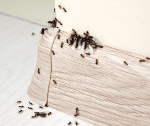 categories insects Insects.,Ants,In,The,House,On,The,Baseboards,And,Wall