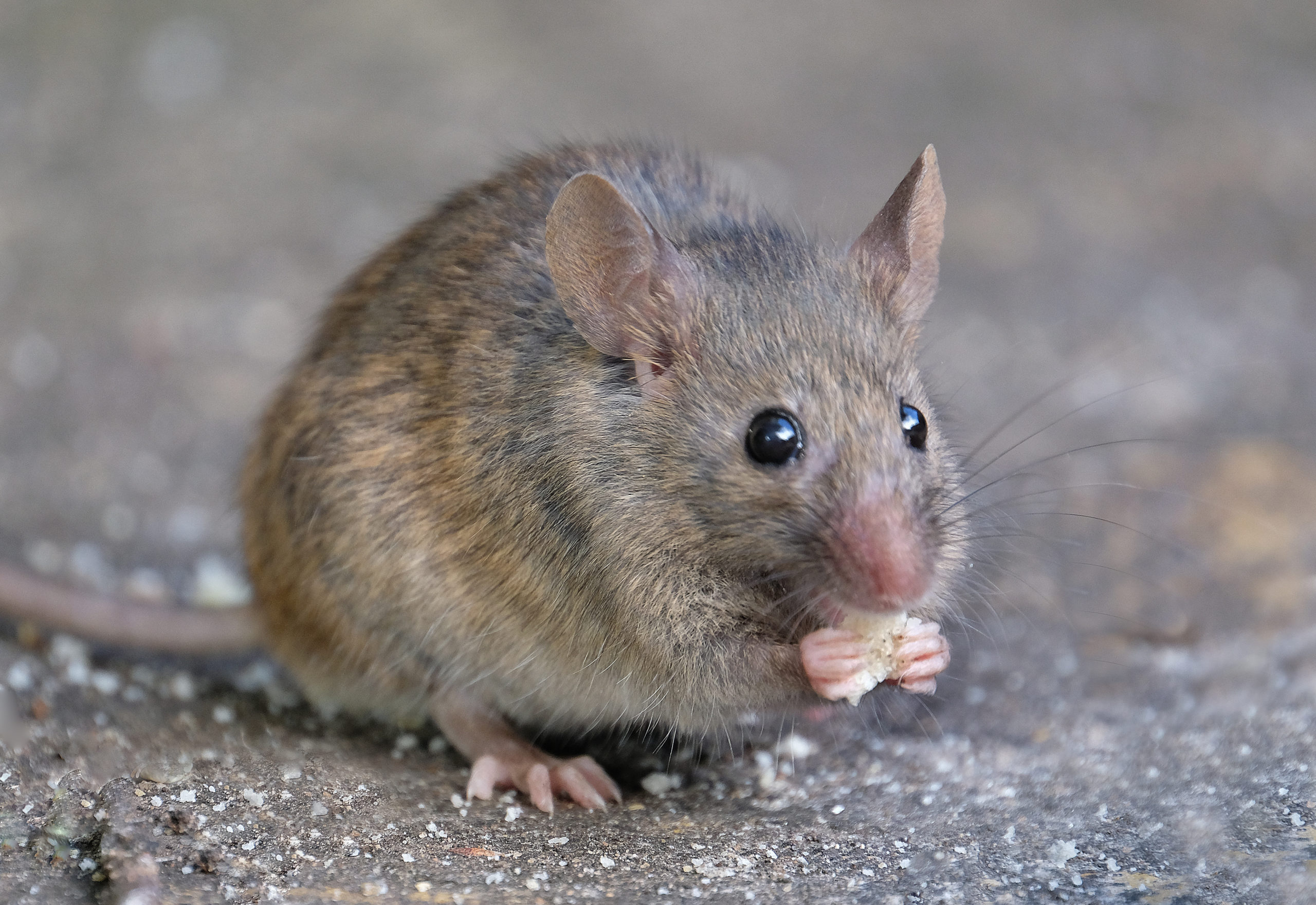 categories rodents scaled How to Identify Categories of Pests