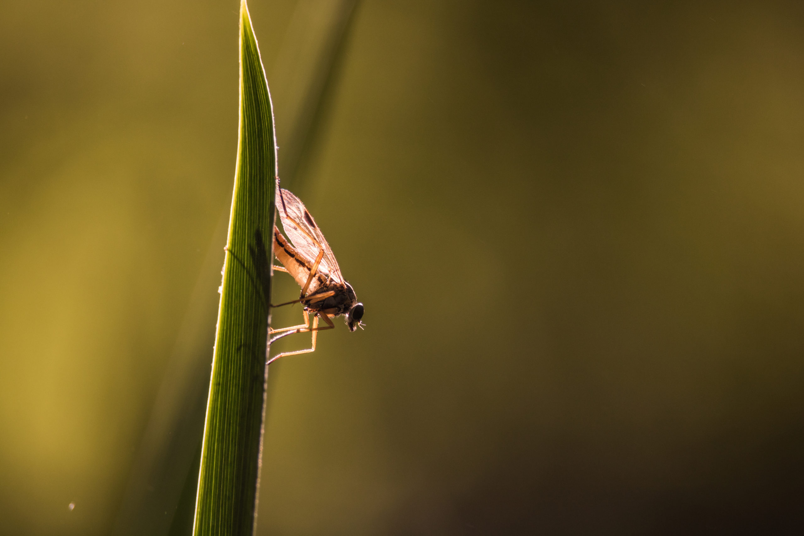 Midges swarm Browns field before game with Chargers