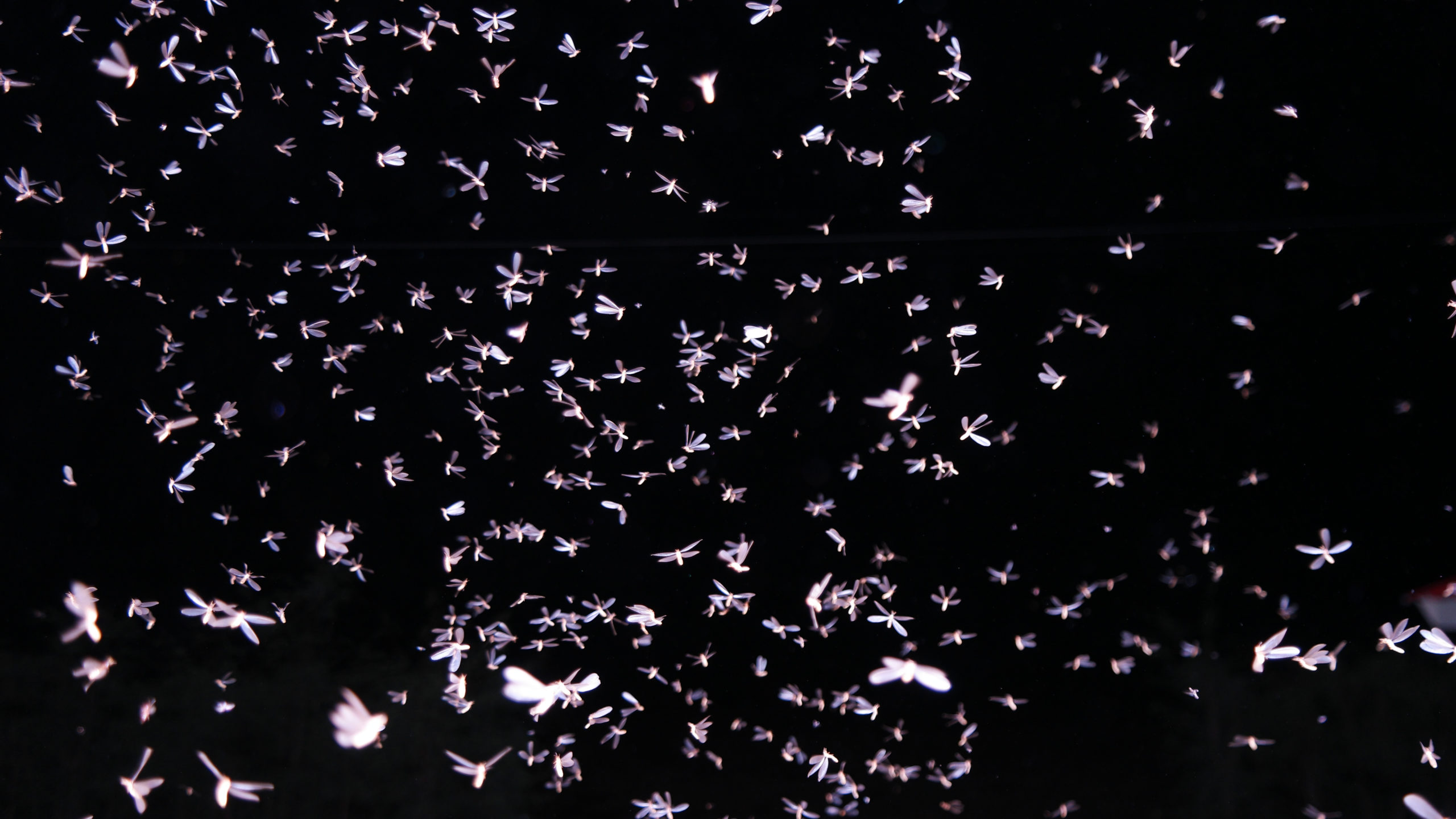 Midges swarm Browns field, stands during game with Chargers