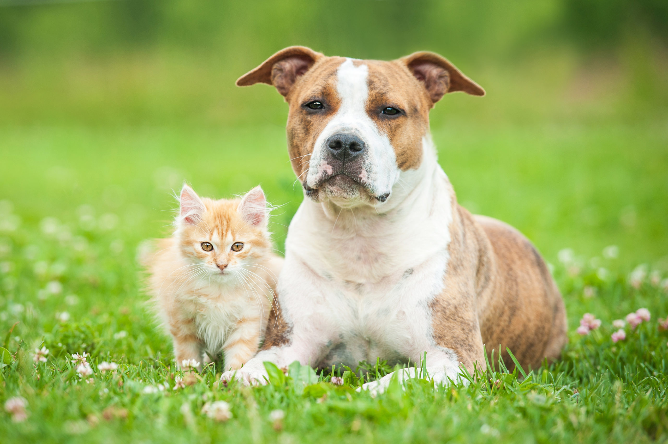 cats and dogs difference scaled Do Cats and Dogs Actually Control Rodent Pests?