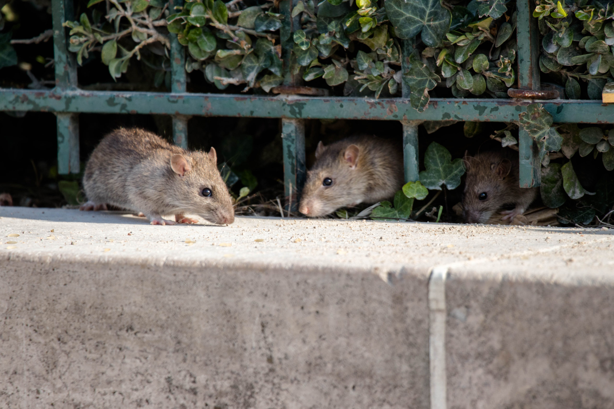 sitcom 1 rat babies scaled An Analysis of Specific Sitcom Pests - Part 1