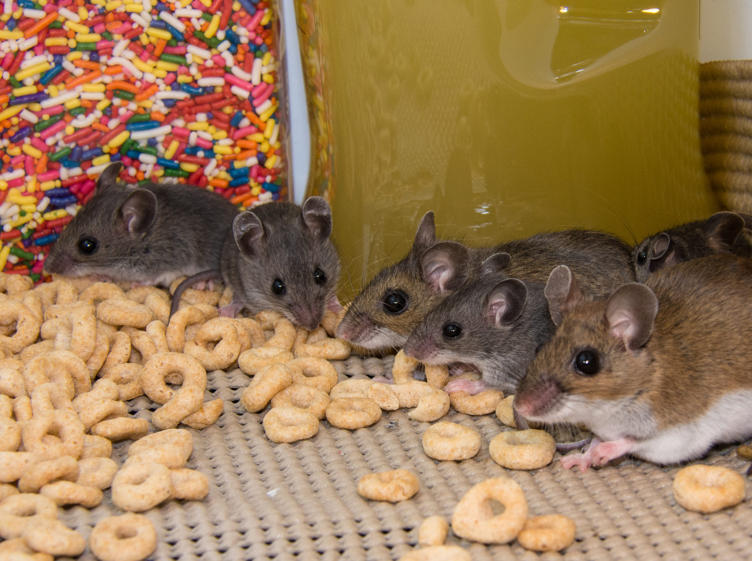 True or False - Cheese Is The Best Rodent Bait?: Pointe Pest Control