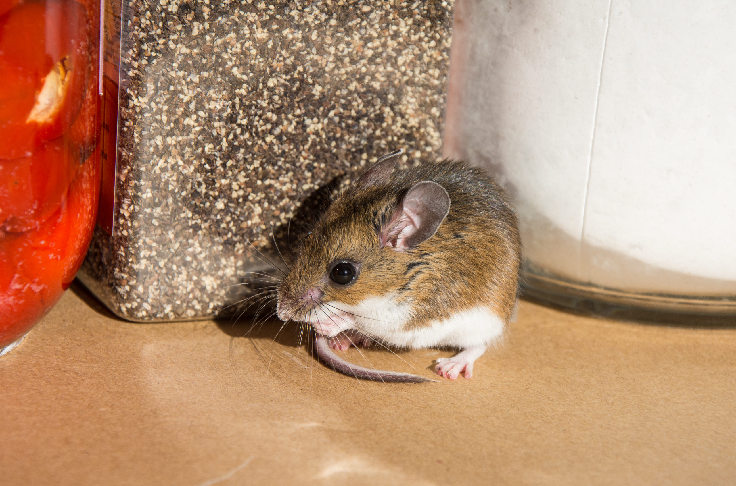 True or False - Cheese Is The Best Rodent Bait?: Pointe Pest Control