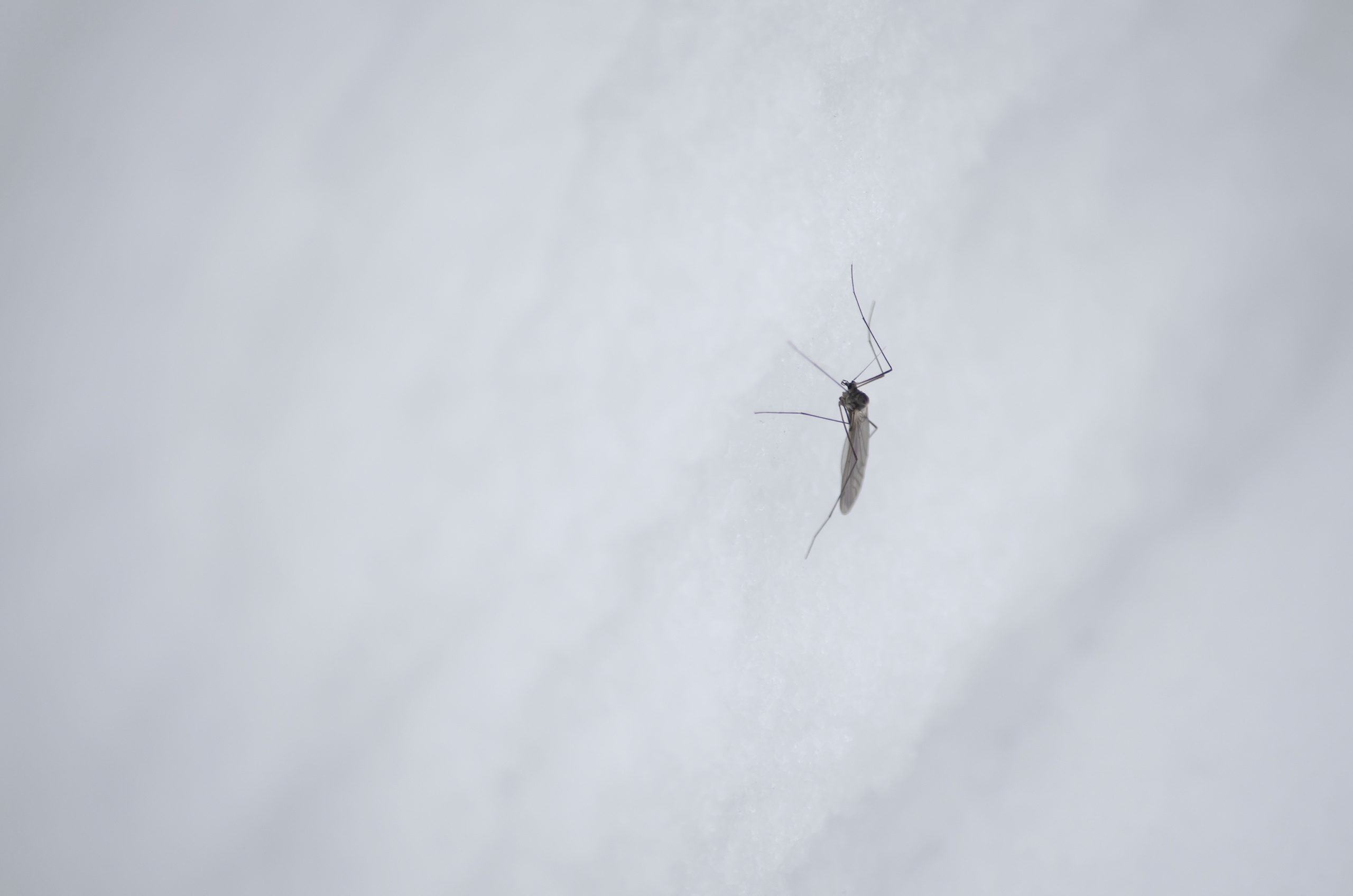 snow pests midges scaled 5 Active Snow Pests