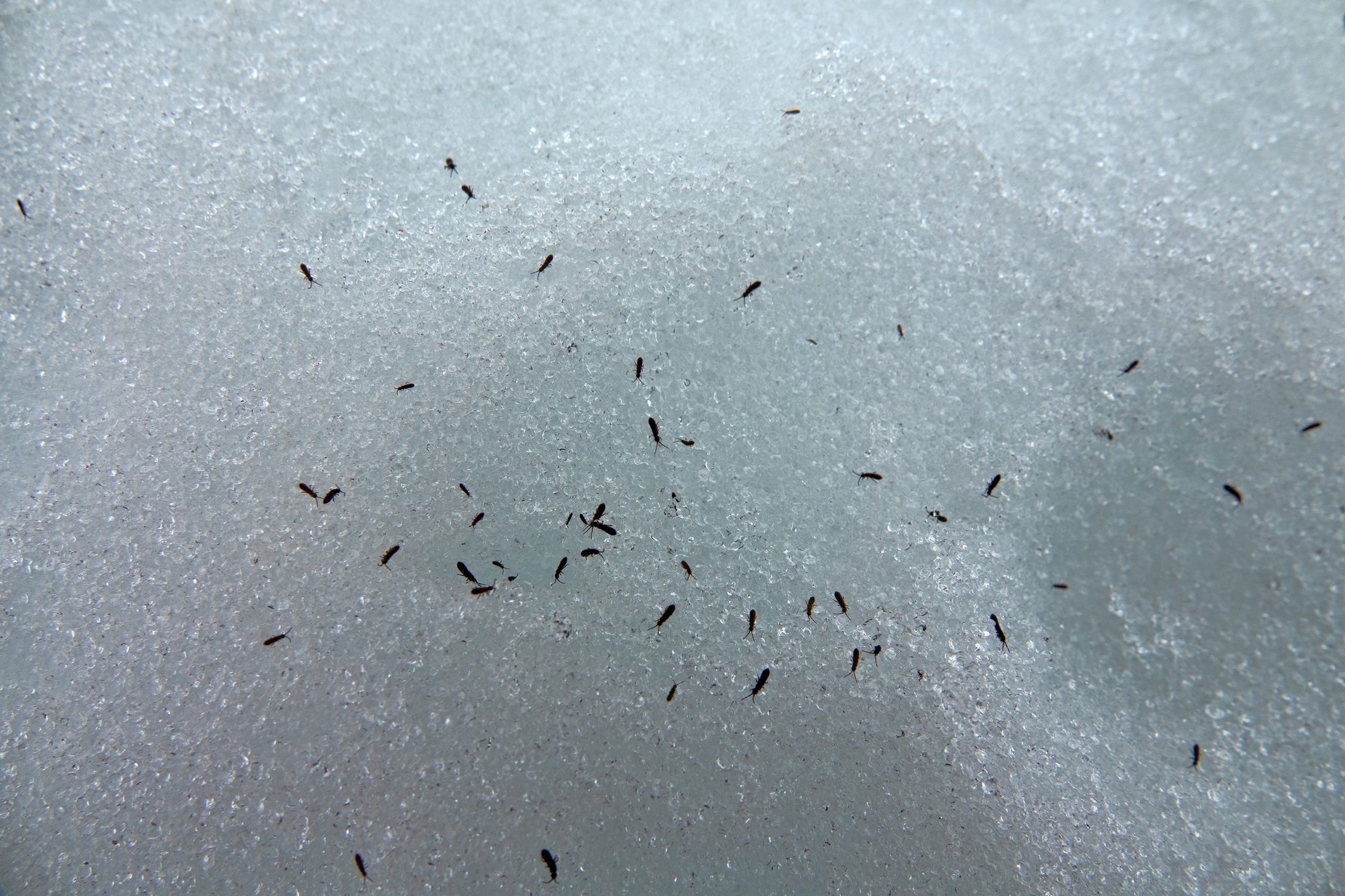 snow pests snow fleas scaled 5 Active Snow Pests