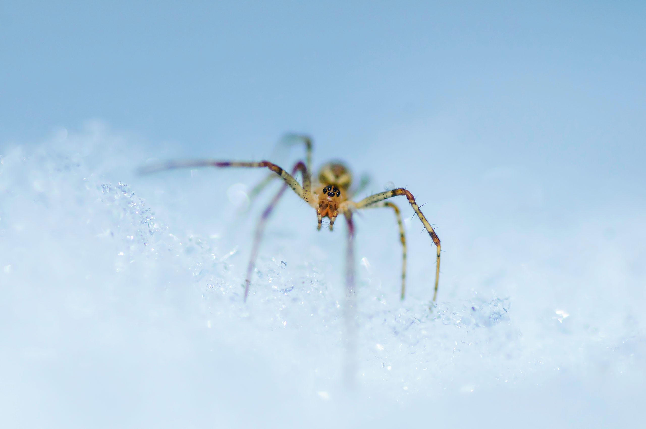 snow pests spiders scaled 5 Active Snow Pests