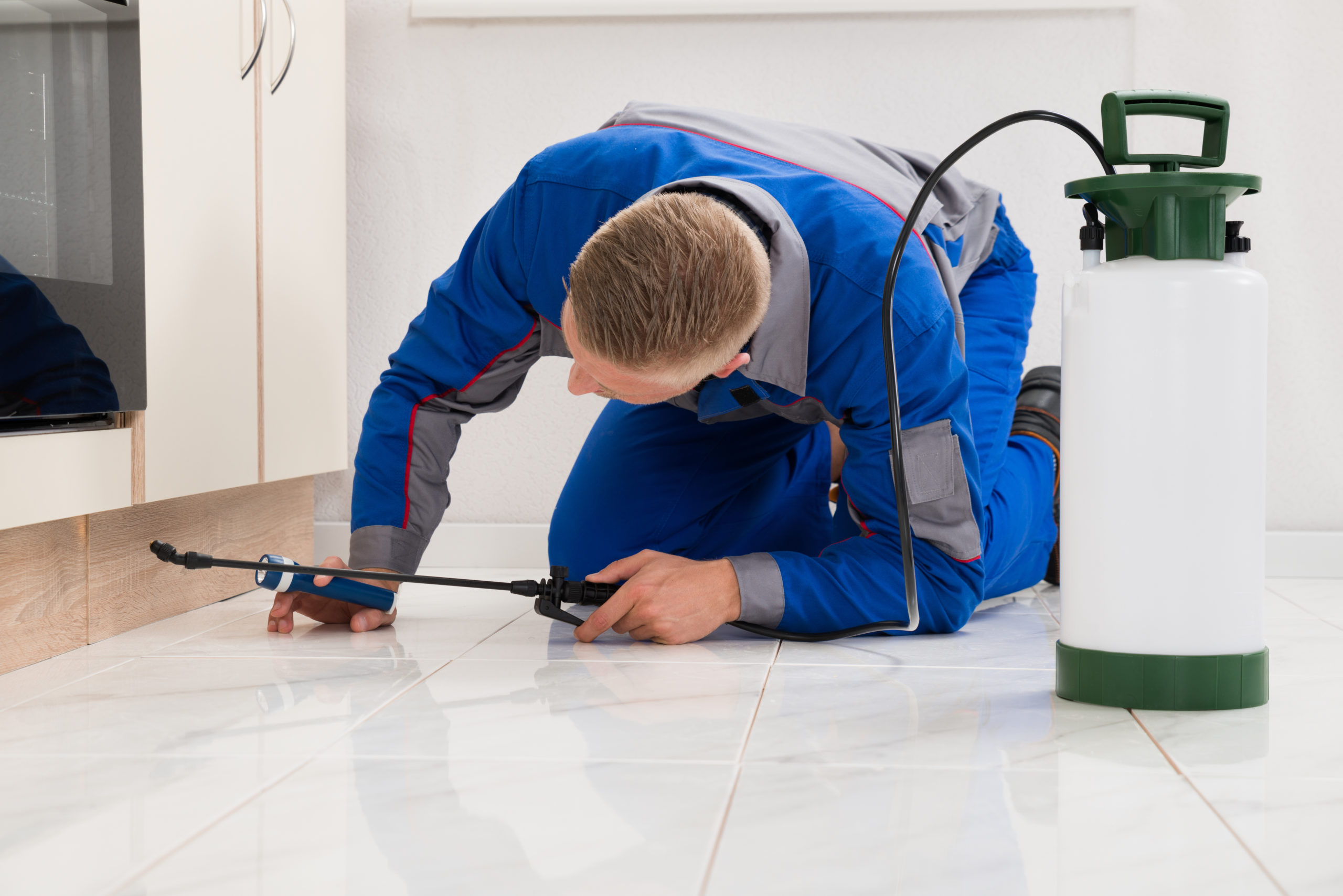 things to remember initial scaled 6 Common Pest Control Questions - Answered!