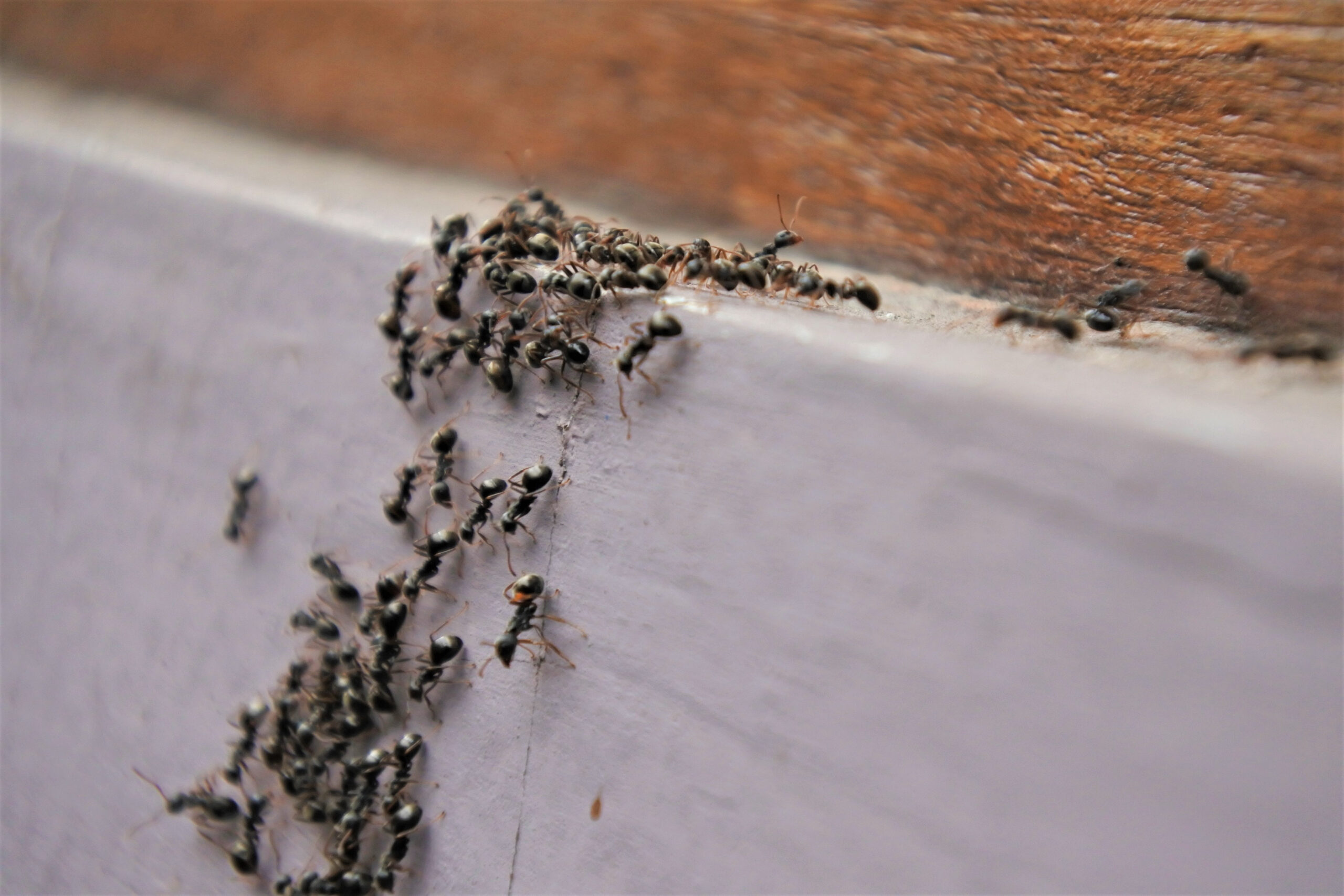 early spring ants scaled 5 Pests That are Already Active in Early Spring