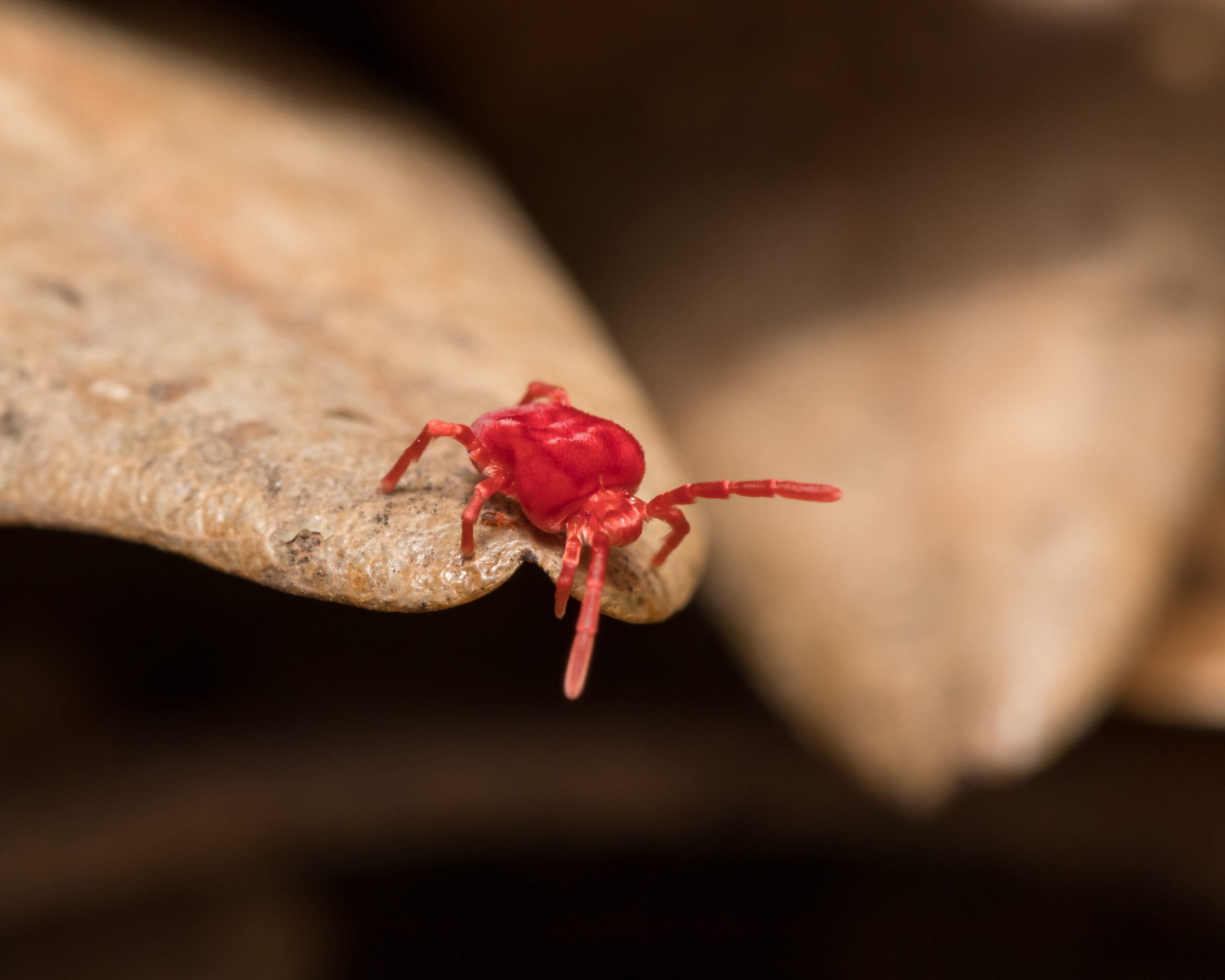 early spring clover mites scaled 5 Pests That are Already Active in Early Spring