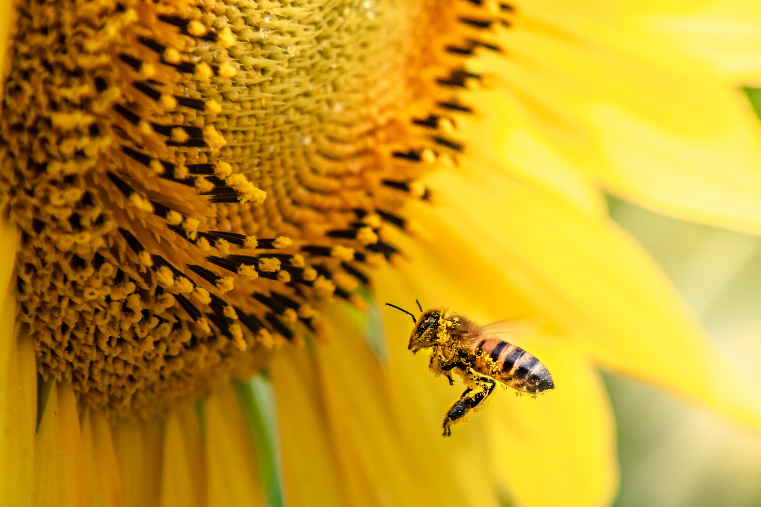 msb bees cover scaled Are Bees Accurate In This "The Magic School Bus" Episode?