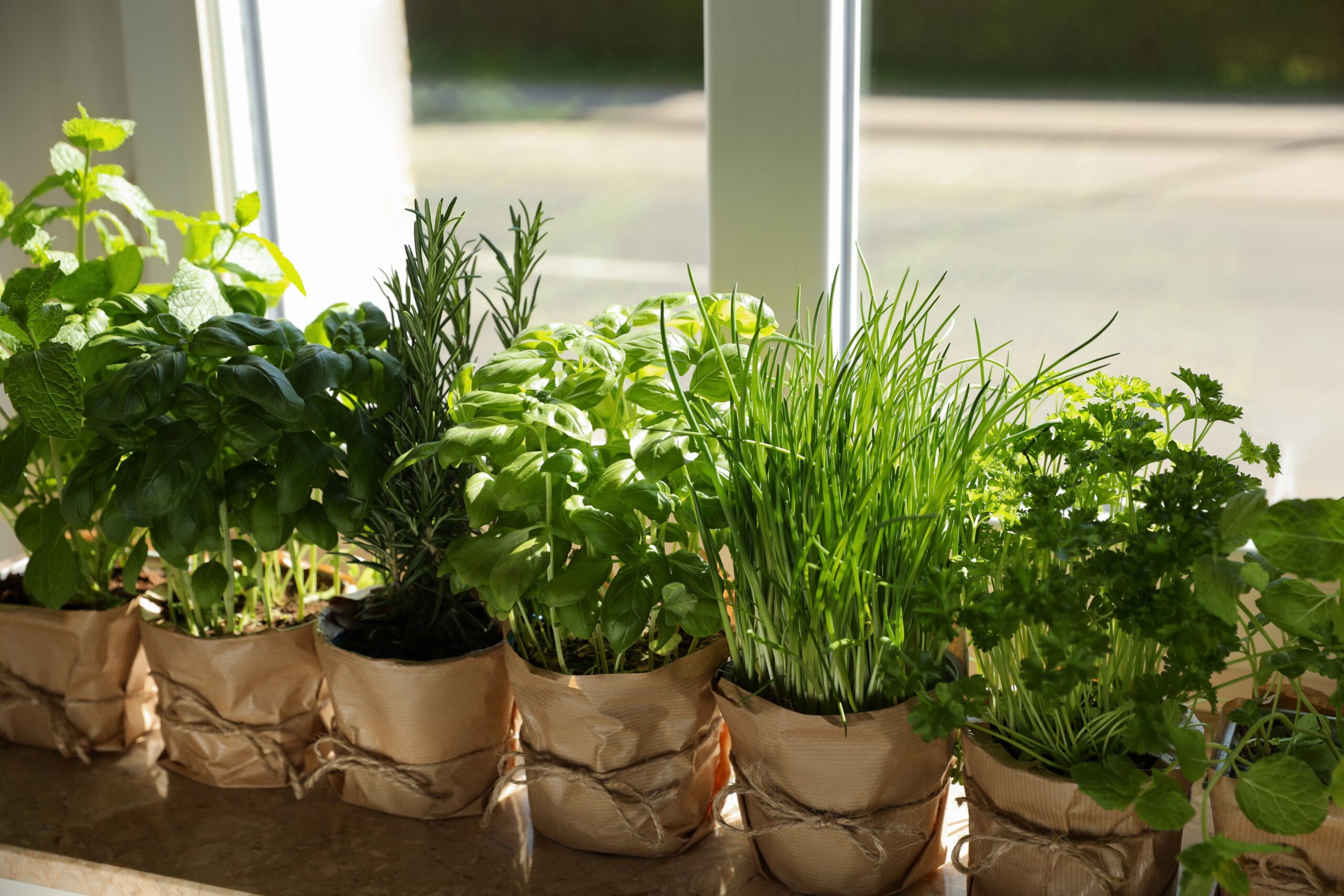 Plants on windowsill; natural pest repellents