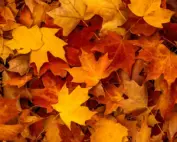 fall yard cover Pointe Pest Control | Pest Control Services in Chicago