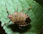 brown marmorated stink bug; stink bugs