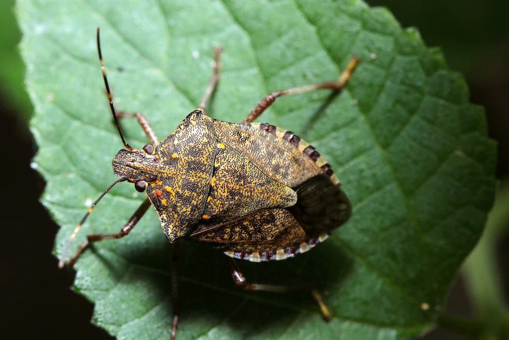 brown marmorated stink bug; stink bugs