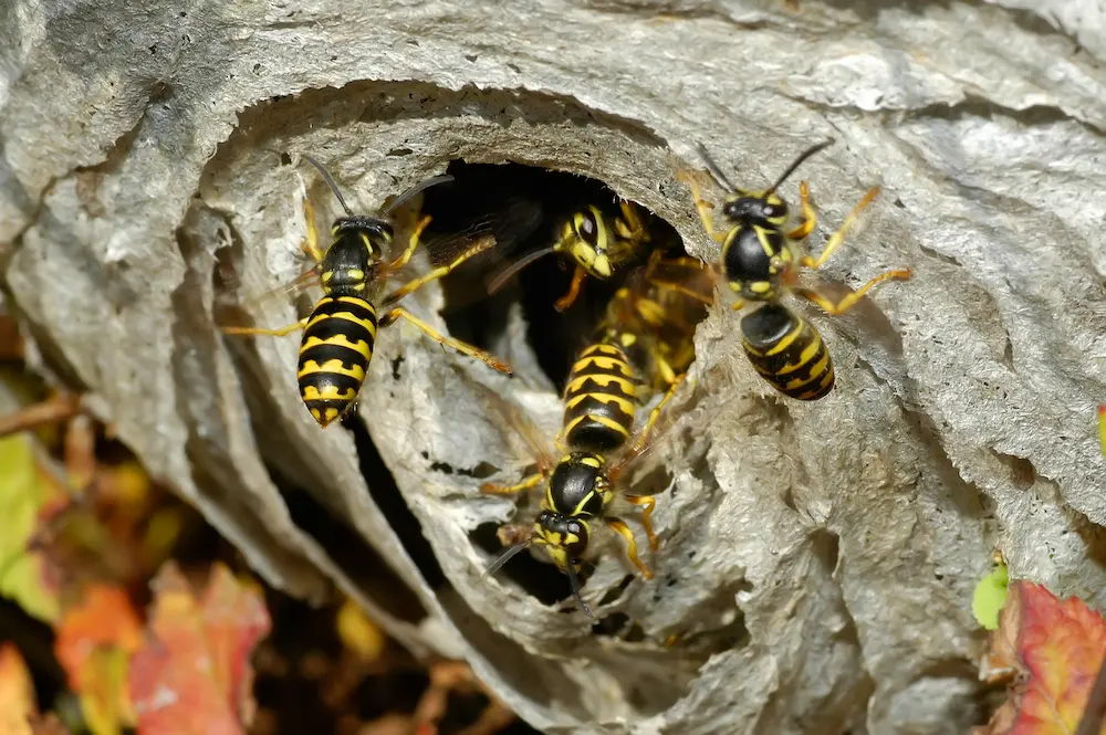 yellow jacket nests