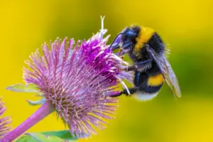 ground bees bumble Ground-Nesting Bees Are Somehow Both Solitary & Social