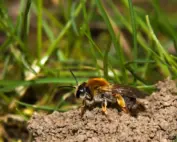 ground-nesting bees