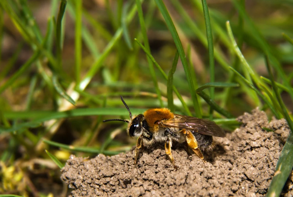 ground-nesting bees